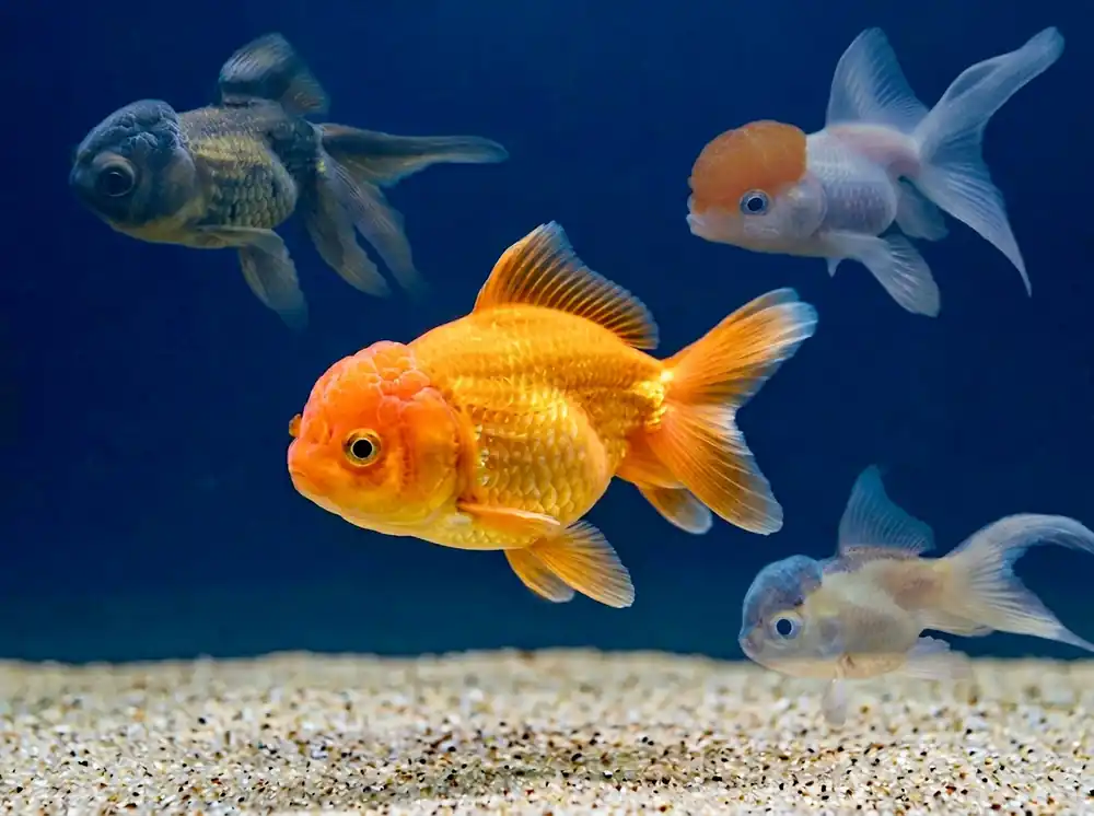 Versand Am Gleichen Tag Löwenkopf Mix verschiedene Farben, 4-7 cm (Carassius auratus var. Löwenkopf)